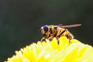 eristale des fleurs