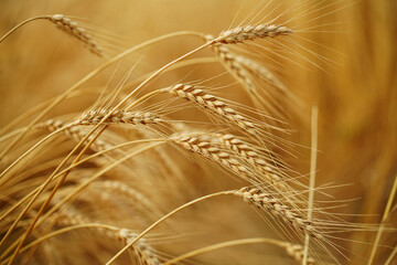 Wheat field. Ears of golden wheat closeup. - 637868836