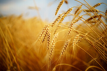 Wheat field. Ears of golden wheat closeup.