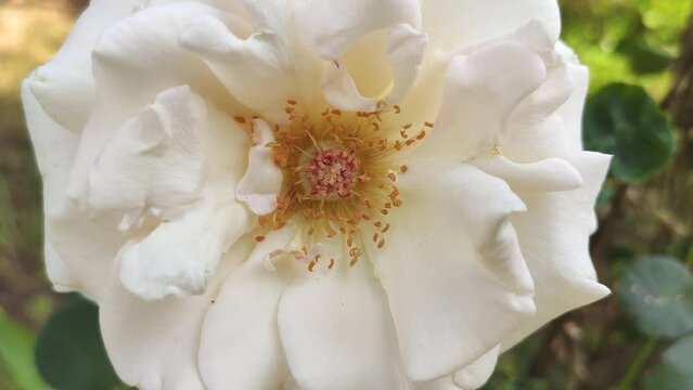 White rose flower in the summer garden close up. 