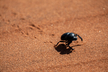 Bousier dans un désert de dunes au porte du Namib, Sud-Est de la Namibie