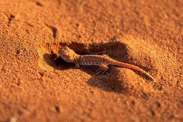 Pachydactylus rangei du Désert de dunes au porte du Namib, Sud-Est de la Namibie