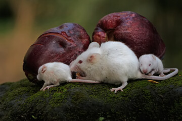 A number of mice are eating a pink Malay apple. This rodent mammal has the scientific name Mus...
