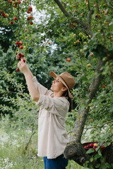 A farmer girl picks ripe and juicy plums from a green tree in an orchard.