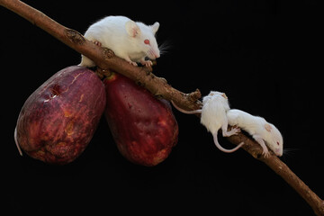 A number of mice are eating a pink Malay apple. This rodent mammal has the scientific name Mus...