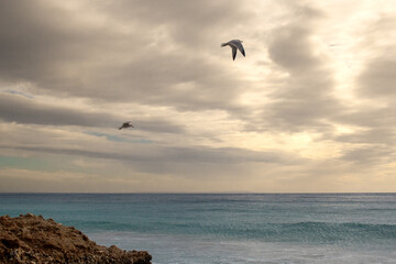 Fototapeta na wymiar Seagulls in a cloudy day