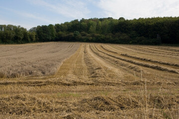 Halb gemähtes Weizenfeld