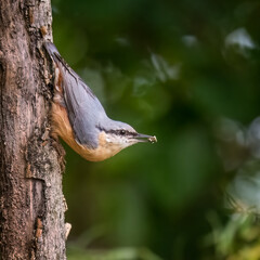 Eurasian nuthatch