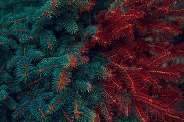 Christmas tree texture with red and green needles, coniferous tree in yin yang style.