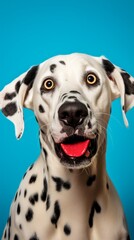 Studio portrait of a Dalmatian dog with a surprised face. AI generative.