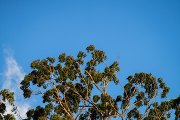 native gum tree growing in a forest in a national park in australia in the bush