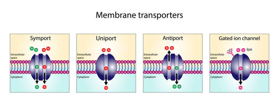Membrane transporters of ions and molecules across cell membranes. Types of cell membrane channels: Aquaporin, Gated ion channel, Symporter and Antiporter.