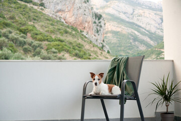 dog on a chair on the terrace outdoors. Happy jack russell terrier resting at home