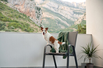 dog on a chair on the terrace outdoors. Happy jack russell terrier resting at home - obrazy, fototapety, plakaty