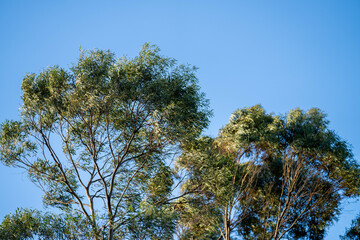 native gum tree growing in a forest in a national park in australia in the bush