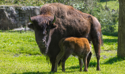 Bisonkuh säugt Jungtier.