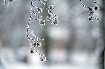 Snow on tree branches. Frost on tree branches. Nature weather closeup. Winter background.