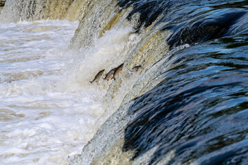 The Venta Rapid waterfall in May with fish jumping out of the water in Kuldiga in Latvia