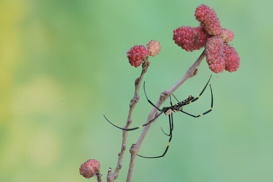 A golden orb-web spider making a prey trap on a mulberry tree branch. This insect has the scientific name Nephila pilipes.