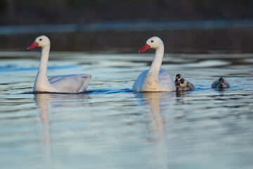 Coscoroba swan with cygnets swimming in a lagoon , La Pampa Province, Patagonia, Argentina.