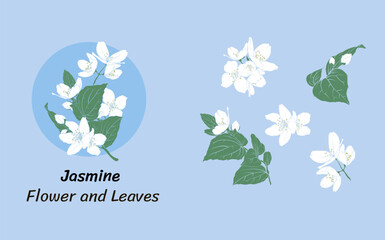 white jasmine flowers on blue background, vector image of jasmine petals and leaves. - obrazy, fototapety, plakaty
