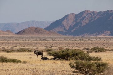 Gnou bleu dans le désert du Namib autour de Sesriem