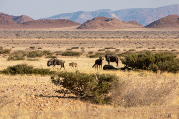 Gnou bleu dans le désert du Namib autour de Sesriem