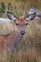 Portrait of a young deer
