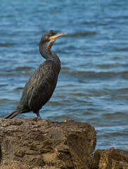 Black cormorant (Phalacrocorax aristotelis) standing on a rock and looking in the distance in Park Umag, Umag, Croatia.