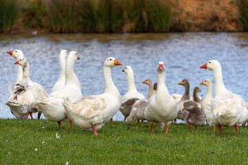 Geese by the Dam