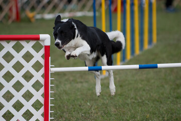 Full motion dog jumping a hurdle at agility competition