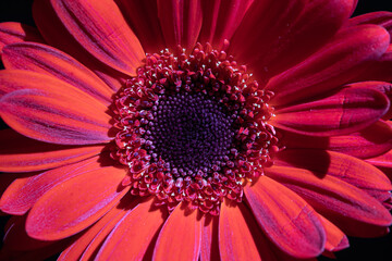 Close Up At Gerbera Pink Purple Flower
