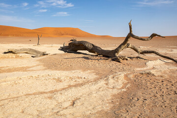 Dead Vlei dans le désert du Namib en Namibie