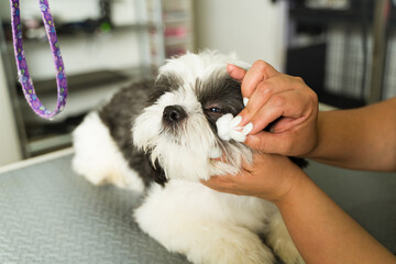 Pet groomer cleaning the crusty eyes of a shih tzu dog