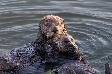 Closeup of pair of sea otters (Enhydra lutris) Floating in ocean at Morro Bay on the California coast. Both looking at camera 
