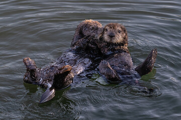 Closeup of pair of sea otters (Enhydra lutris) Floating in ocean at Morro Bay on the California...