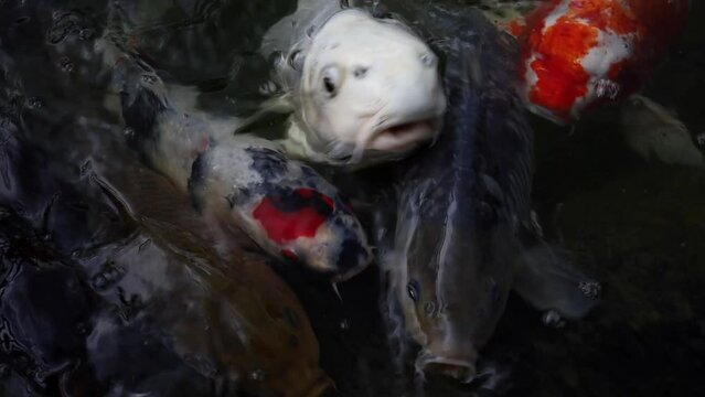 Beautiful cards pull their heads out of the water and beg for food with their mouths open