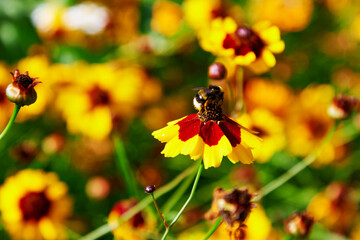 Creopsis tinctoria garden golden tickseed bright yellow and red maroon flowers in bloom with bumblebee - 637893065