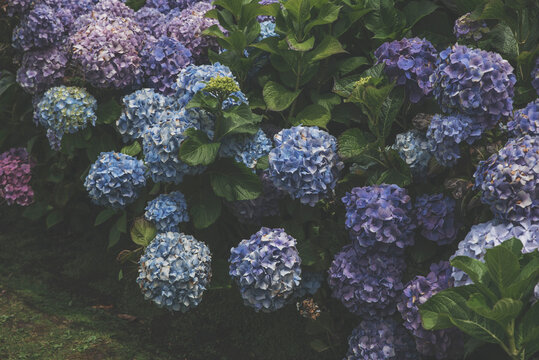 Blue hydrangea flower in full bloom