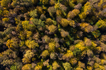 Aerial view of forest canopy in the autumn