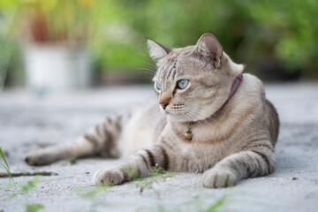Naklejka na ściany i meble close up cat lying on the sand outdoor on nature backgrounds