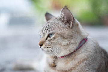 close up cat lying on the sand outdoor on nature backgrounds