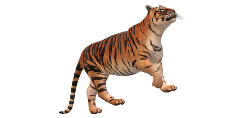 Fototapeta na wymiar Tiger isolated on a Transparent Background