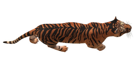 Fototapeta na wymiar Tiger isolated on a Transparent Background