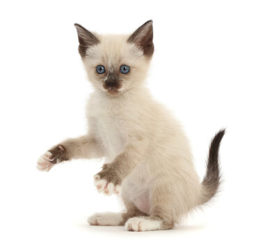 Siamese x Ragdoll kitten, age 7 weeks, playfully grasping.  