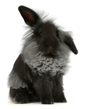Black Lionhead rabbit, sitting.  