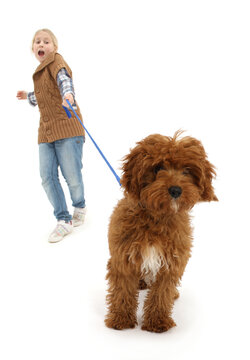 Girl walking Red Cavapoo pup, who is straining at the leash.  Model released.
