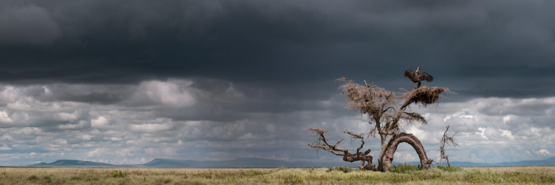 Ruppell's griffon vulture (Gyps rueppellii) drying its wings after a rain storm, perched on strangely gnarled tree (known locally as the 'Devil Tree'). Ngorongoro Conservation Area, Serengeti National
