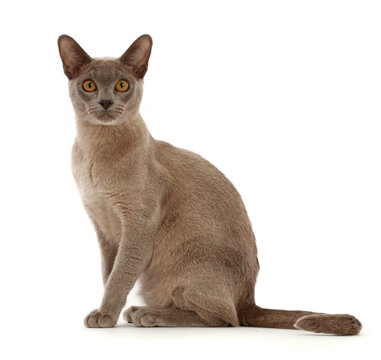 Blue Burmese cat sitting.  