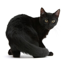 Black male cat, age 6 months, turning to look round.  